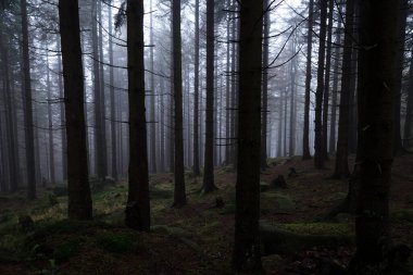 Karanlık siste gizemli karanlık orman