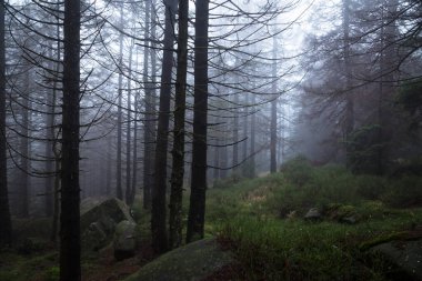 Karanlık Orman siste