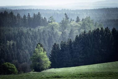 Ormanda çayır olan güzel bir manzara.