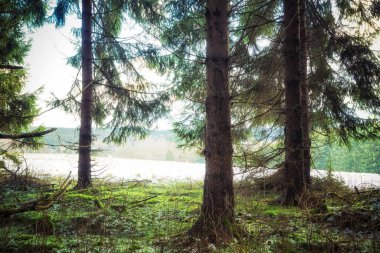 Orman ve nehir bahar