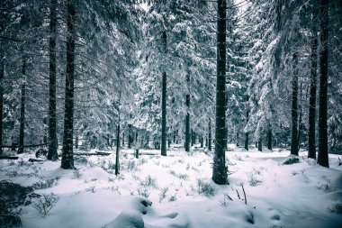 Karla kaplı ağaçlarla kaplı kış ormanı