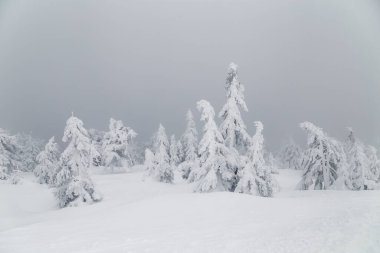 Dağlarda karlı köknar ağaçları 