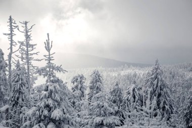 Dağlarda karlı köknar ağaçları 