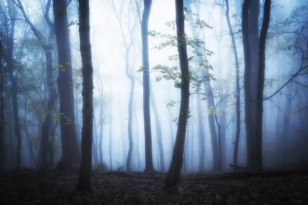 Таємничий Темний Туманний Ліс Стокове Фото
