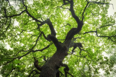 Ormandaki yeşil ağaç