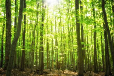 Yazın güzel yeşil orman