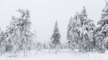 Karlı köknar ormanı karla kaplı