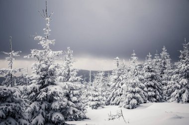Karla kaplı ağaçlarla kaplı kış manzarası