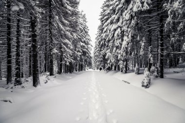 Karla kaplı ağaçlarla kaplı güzel kış manzarası