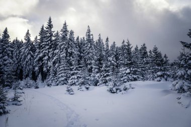 Karpatya dağlarında kış
