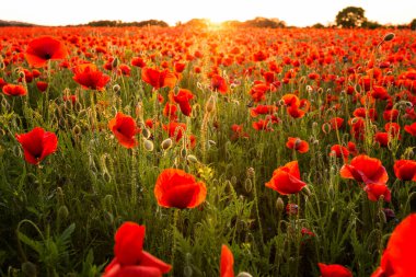 gün batımında kırmızı haşhaş