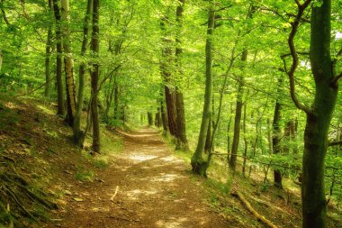 Yeşil ormanlı patika