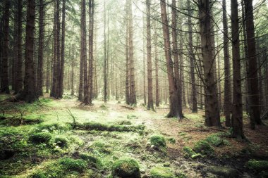 Yazın güneş ışınlarıyla koyu yeşil orman.