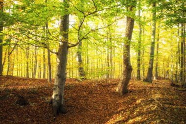 Ormanda sonbahar ağaçları
