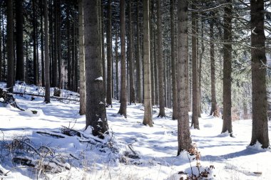 Kış Ormanında Karla Kaplanmış Ağaçlar