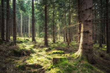 Güzel çam ormanı. Yaz ormanı manzarası