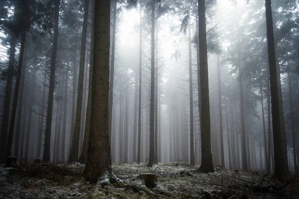 Красивий Ліс Туманним Ранком Ліцензійні Стокові Зображення