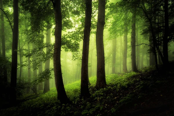 Belle Forêt Verte Dans Les Montagnes Images De Stock Libres De Droits
