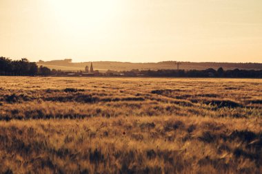 Akşamları güzel buğday tarlaları