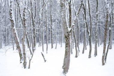 Kış ormanı karla kaplı