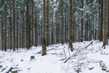 Güzel karlı kış orman