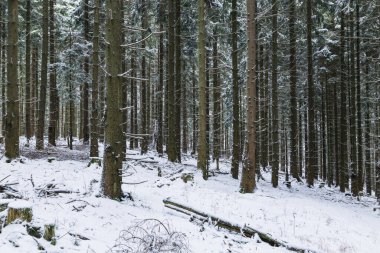 Karla kaplı Orman ağaçları