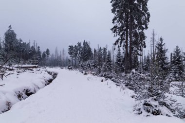 Karla kaplı ağaçlarla kaplı kış manzarası
