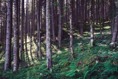 Ormandaki ağaçların dikey görüntüsü.