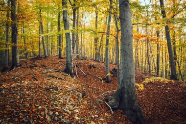 Ormanda sonbahar. Ormanda renkli ağaçlar ve yapraklar.