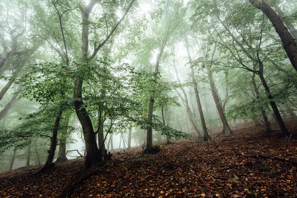Туманний Осінній Ліс Деревами Ліцензійні Стокові Фото