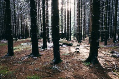 Sonbahar mevsiminde çam ağaçları olan karanlık orman