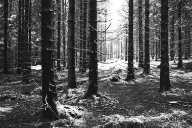 Dağlardaki güzel orman. seyahat arkaplanı