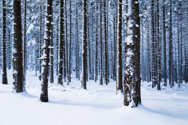 Karlı güzel kış ormanı