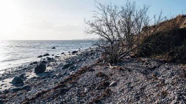 Güneşli bir günde taşları ve ağaçları olan kayalık bir sahil.