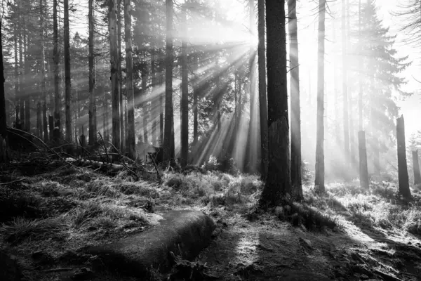 Чорно Біле Фото Ліс Дерева Променях Світла Стокове Зображення