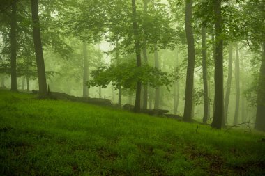 Kuzey Almanya 'daki yeşil bahar ormanlarının güzel manzarası. Doğa, seyahat ve ekoloji kavramı
