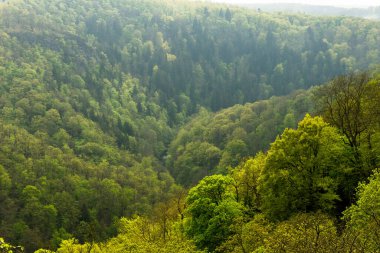 Yeşil dağ orman manzarası