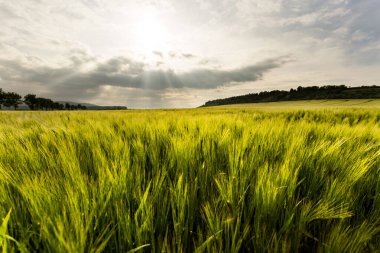 yeşil buğday tarlası ve bulutlu gökyüzü
