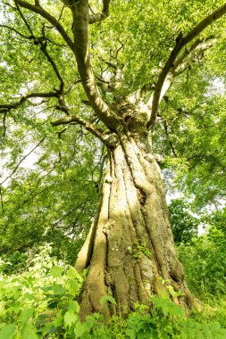 Ormandaki büyük ağacın alt manzarası