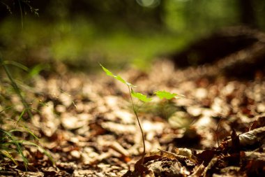 Ormanda yetişen yeşil bitki 