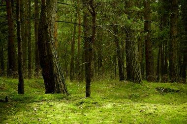 Ağaçları ve otları olan güzel yeşil orman