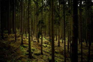 Karanlık orman manzarası 