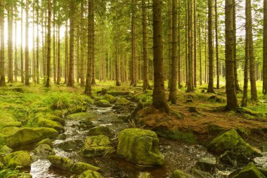 Dağ nehri, büyük kayalar ve yeşil ağaçlarla dolu pitoresk bir manzara