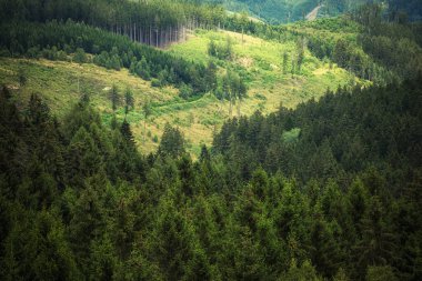 Dağdaki yeşil orman ağaçları
