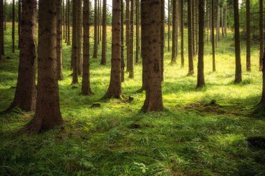 Ağaçları ve otları olan güzel yeşil orman