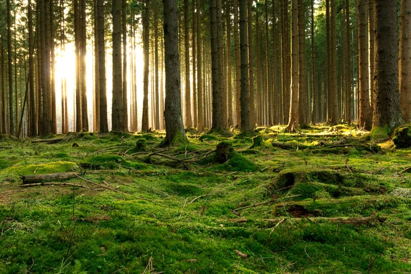 Akşamları güneş ormanı aydınlatıyor.