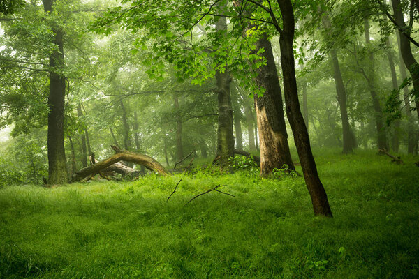 Beautiful view of green spring forest in Northern Germany. nature, travel and ecology concept
