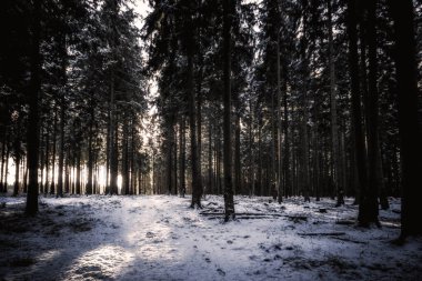 Güzel kış ormanı karla kaplı ağaçlarla
