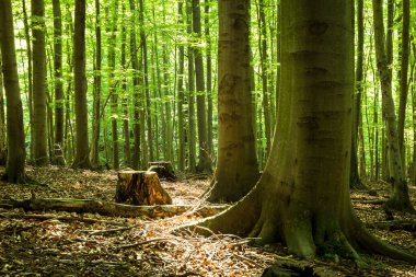 Ormanın güzel manzarası