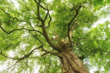Yeşil yapraklı ağacın alt görünümü